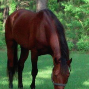 Meet your Posher, Tina ann